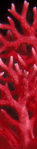 Udskriv 'Coral' ved at trykke p billedet