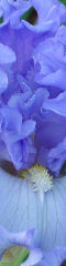 BlueIris
