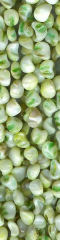 GreenPearls