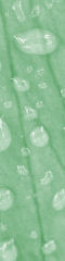 LeafDrops