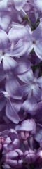 Lilacs