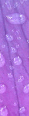 PurpleRain