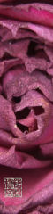 PurpleRose