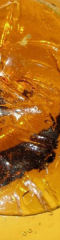 AmberGlass