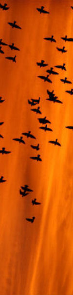 Udskriv 'Birds On Orange' ved at trykke på billedet