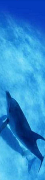 Udskriv 'Blue Dolphin' ved at trykke på billedet