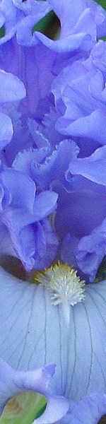 Udskriv 'Blue Iris' ved at trykke p billedet