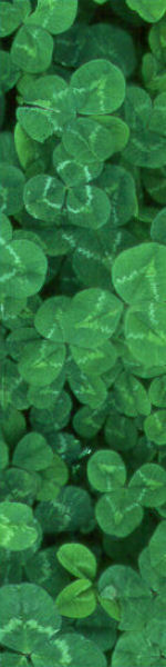 Udskriv 'Clover' ved at trykke p� billedet