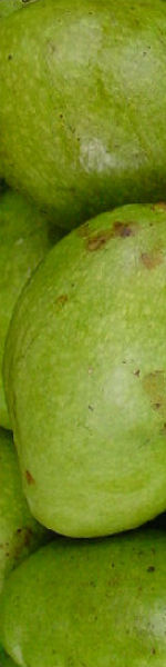 Udskriv 'Green Mango' ved at trykke p� billedet