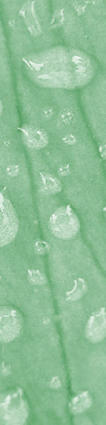 Udskriv 'Leaf Drops' ved at trykke p� billedet