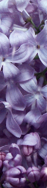 Udskriv 'Lilacs' ved at trykke p� billedet
