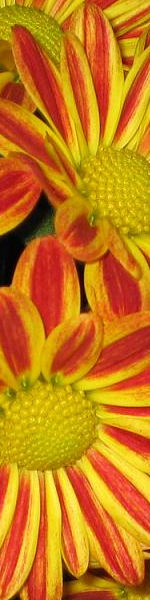 Udskriv 'Orange Daisies' ved at trykke p� billedet