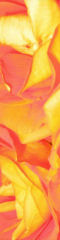 OrangeRoses