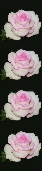 Udskriv 'Pink Rose' ved at trykke på billedet