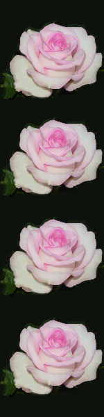 Udskriv 'Pink Rose' ved at trykke p� billedet