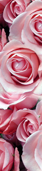 Udskriv 'Pink Roses' ved at trykke på billedet