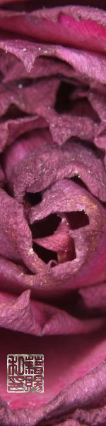 Udskriv 'Purple Rose' ved at trykke p� billedet