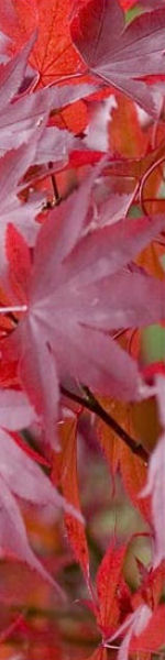 Udskriv 'Red Leaves' ved at trykke p� billedet