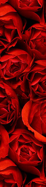 Udskriv 'Red Roses' ved at trykke p� billedet