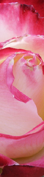 Udskriv 'Rose Bud' ved at trykke p� billedet