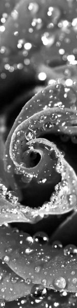 Udskriv 'Rose Drops' ved at trykke p� billedet