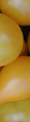 YellowTomatoes